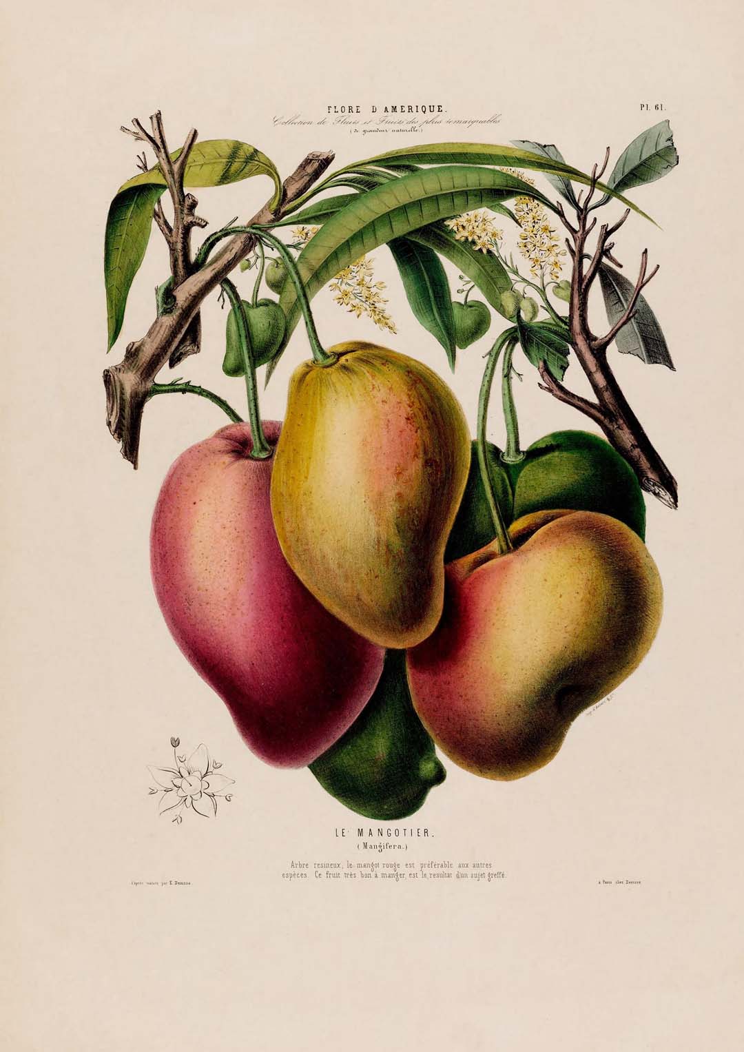 Le Mangotier