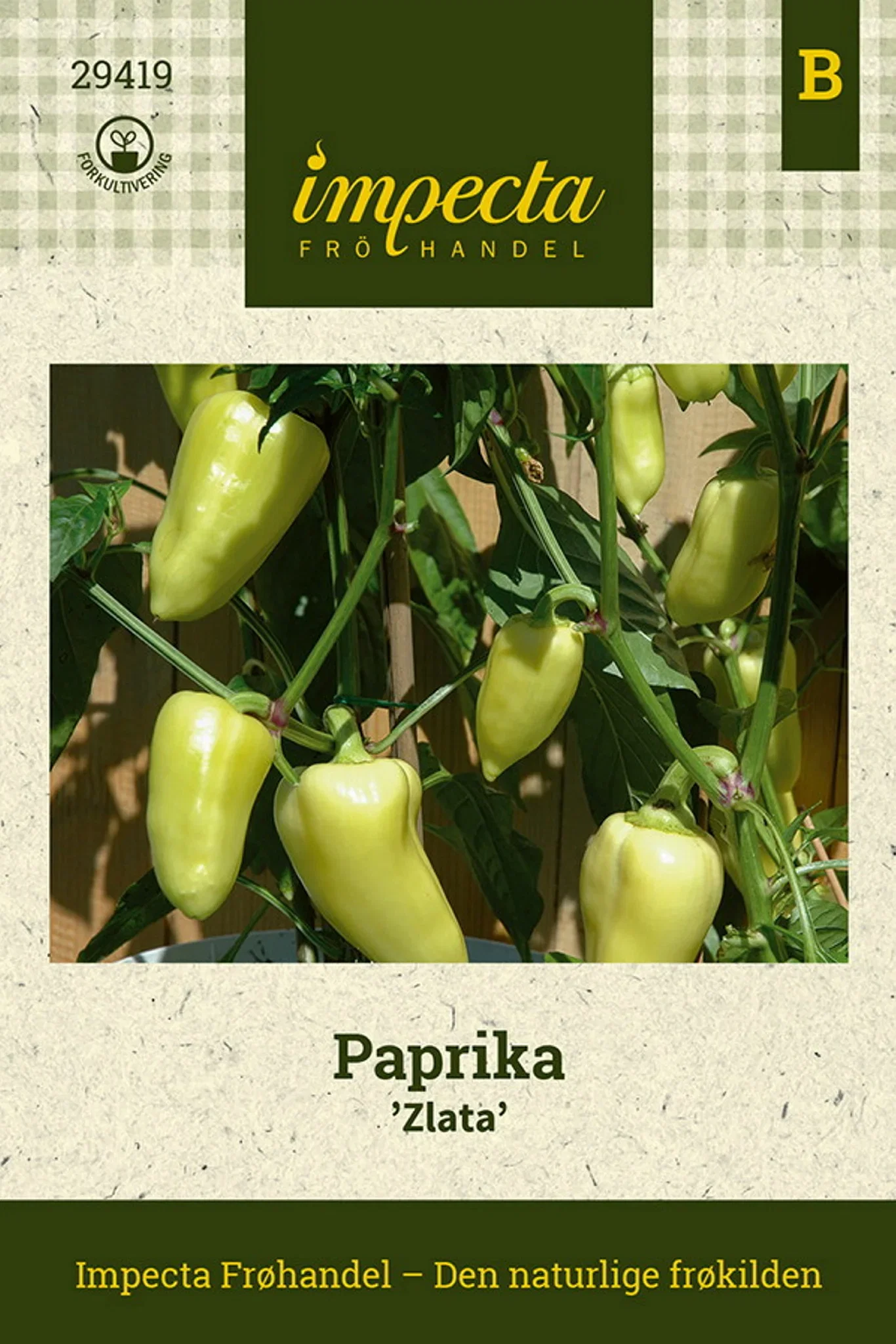 Capsicum annuum 'Zlata' Paprika 'Zlata'
