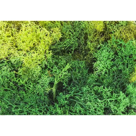 FALLER Islandmoos, grün gemischt, 50g