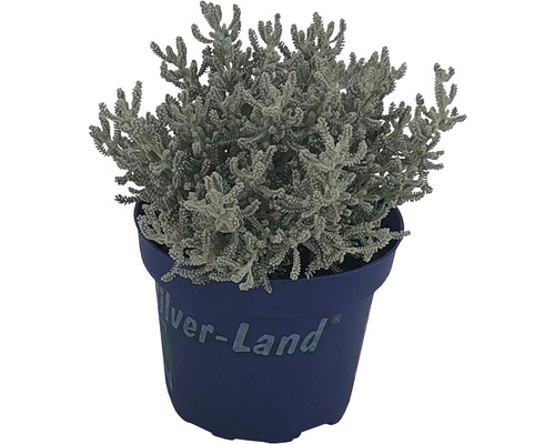 Silver-Land® FloraZelfstandige sortering, pot Ø 12 cm, willekeurige selectie van variëteiten