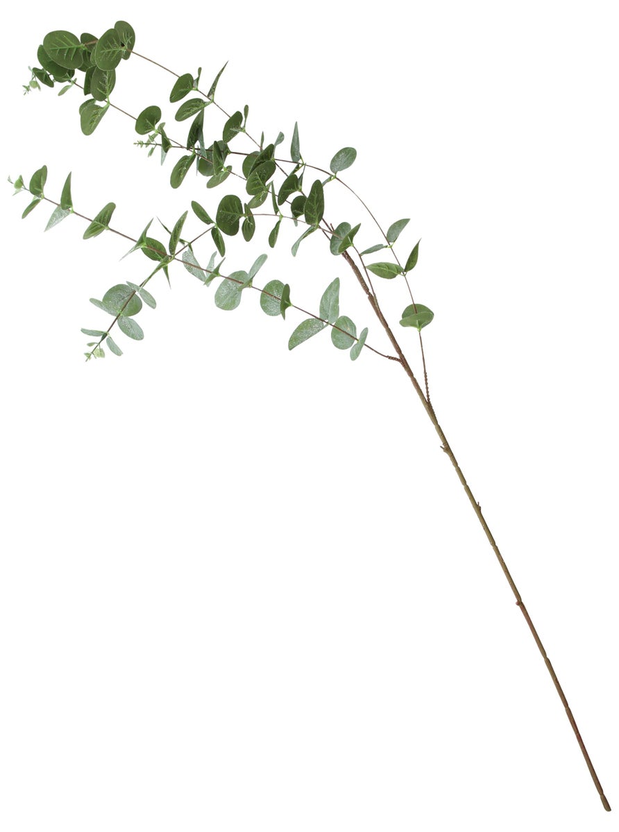Eucalyptus tak, set van 2