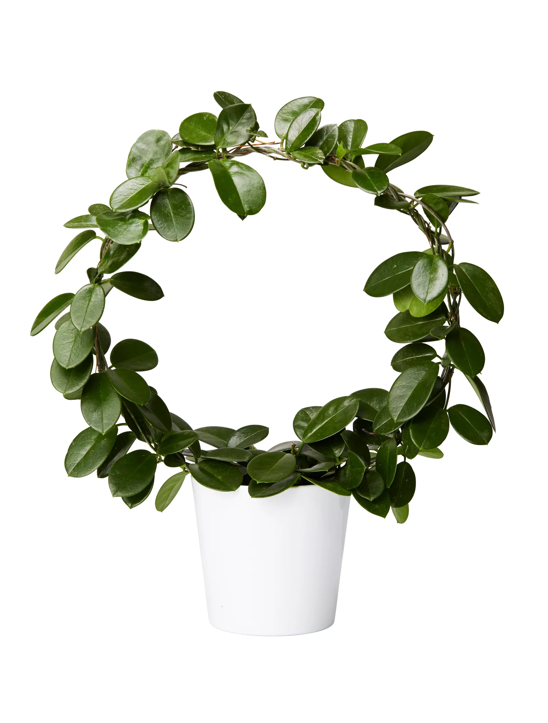 Hoya carnosa 'Australis' Porselensblomst på bøyle Høyde 60 cm