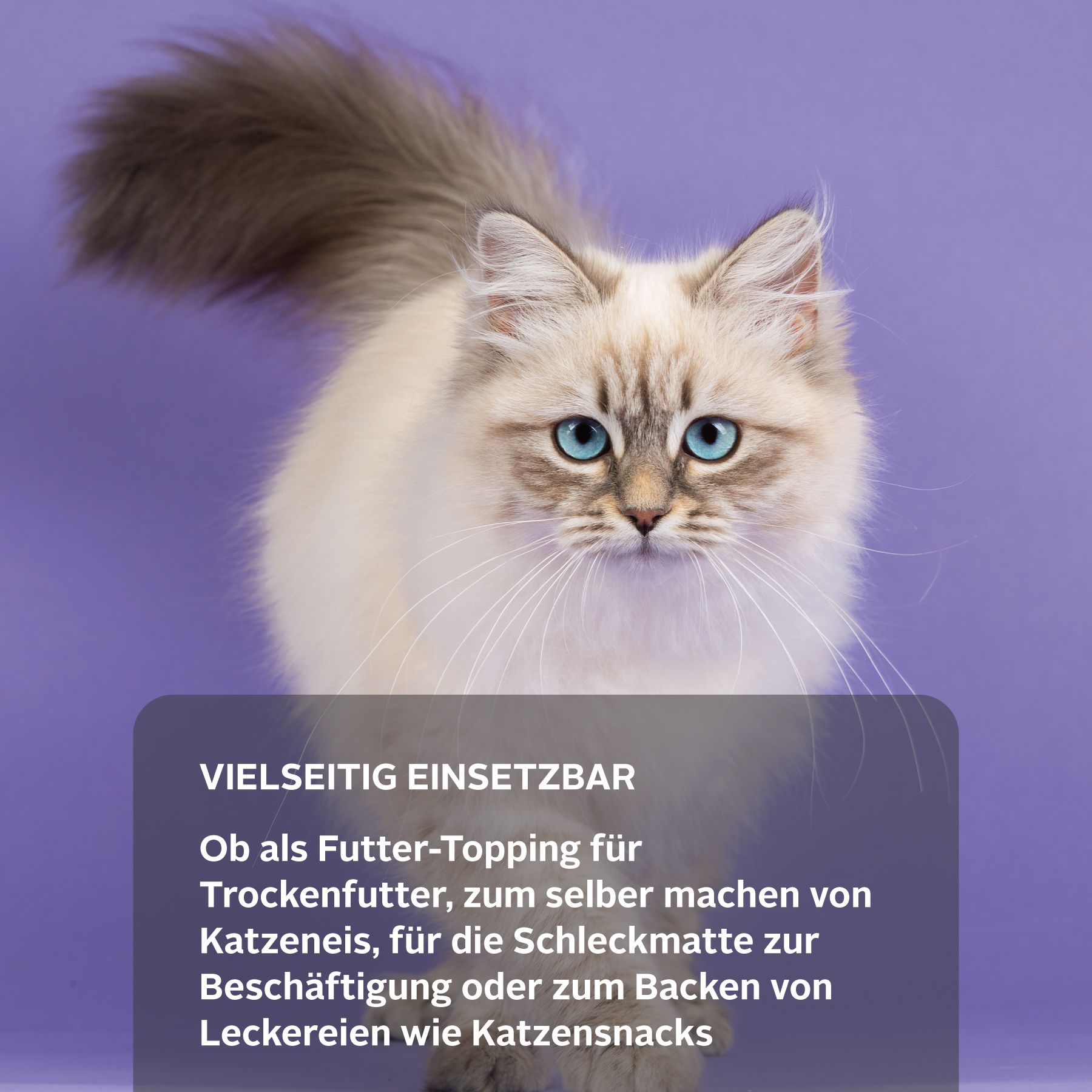 Tjure Katze Fisch mit Kartoffel