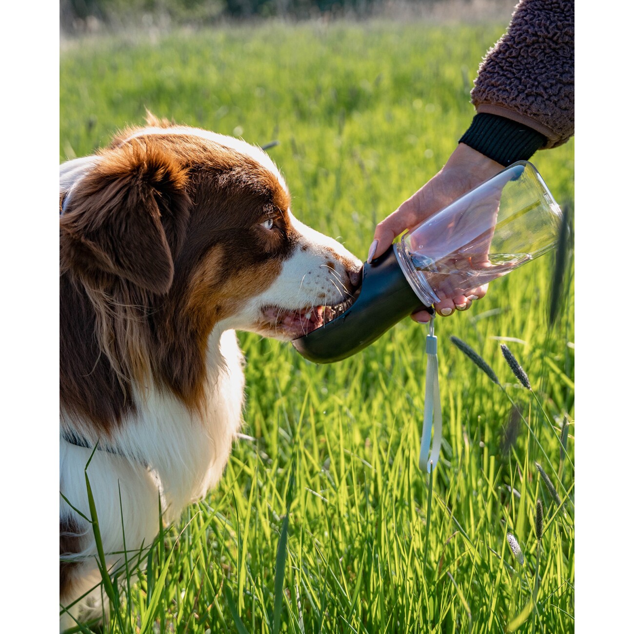 Lionto Hundetrinkflasche für Unterwegs schwarz 500 ml