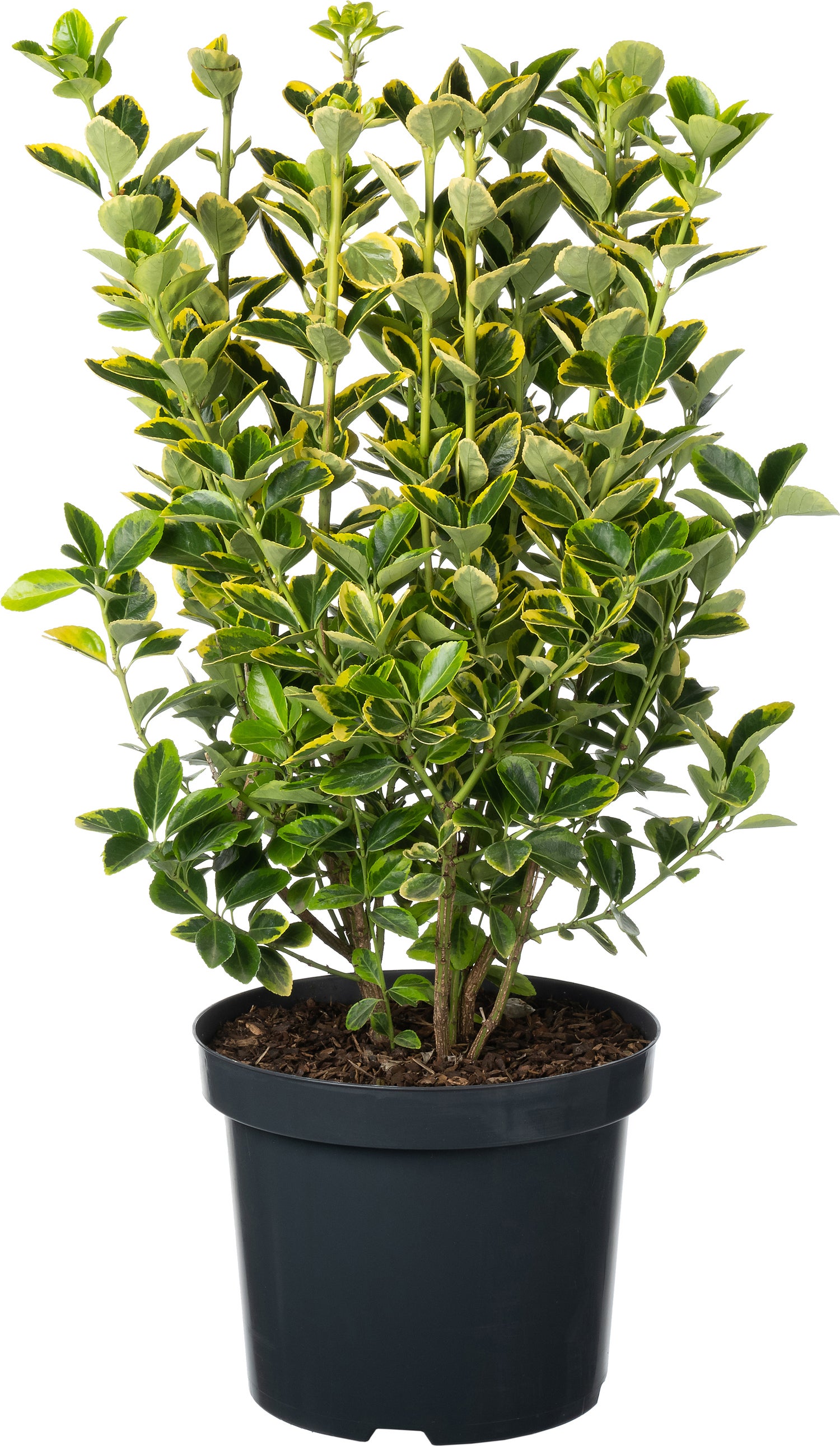 Japanse Kardinaalsmuts (Euonymus japonica 'Aureomarginatus') D 26 H 50 cm