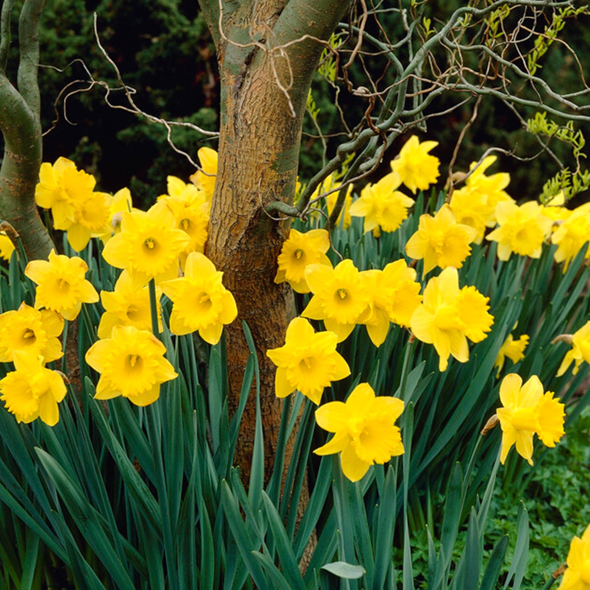 Bloomique – 15-pack – Narcissus Dutch Master – grote gele narcis – bloembollen – voorjaarsbloeier – vaste plant – wordt 35–45 cm hoog