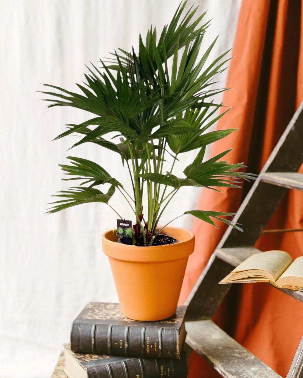 Livistona chinensis