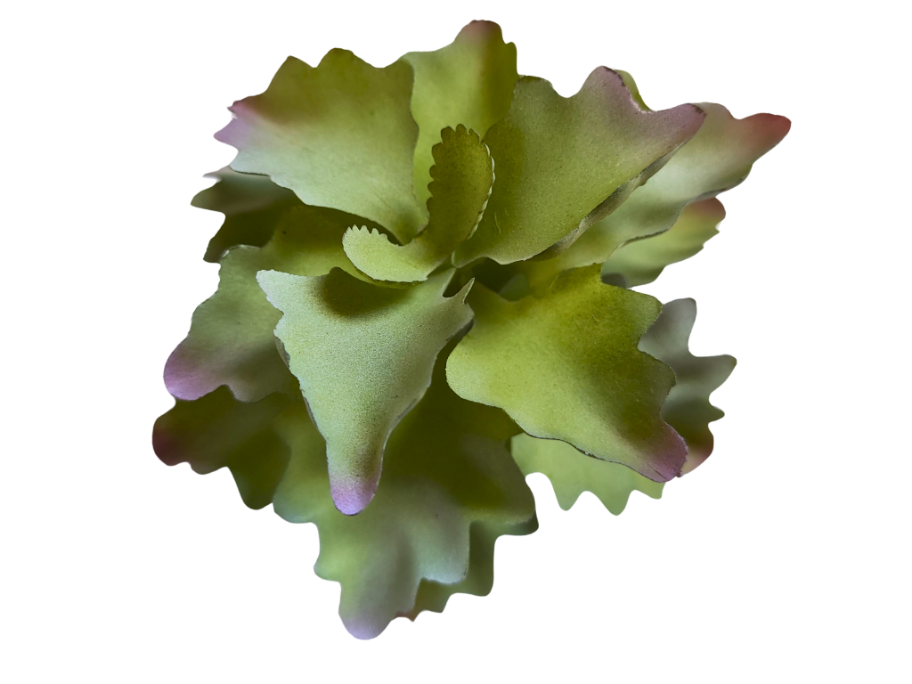 Planta Kalanchoe para decoração de terrário