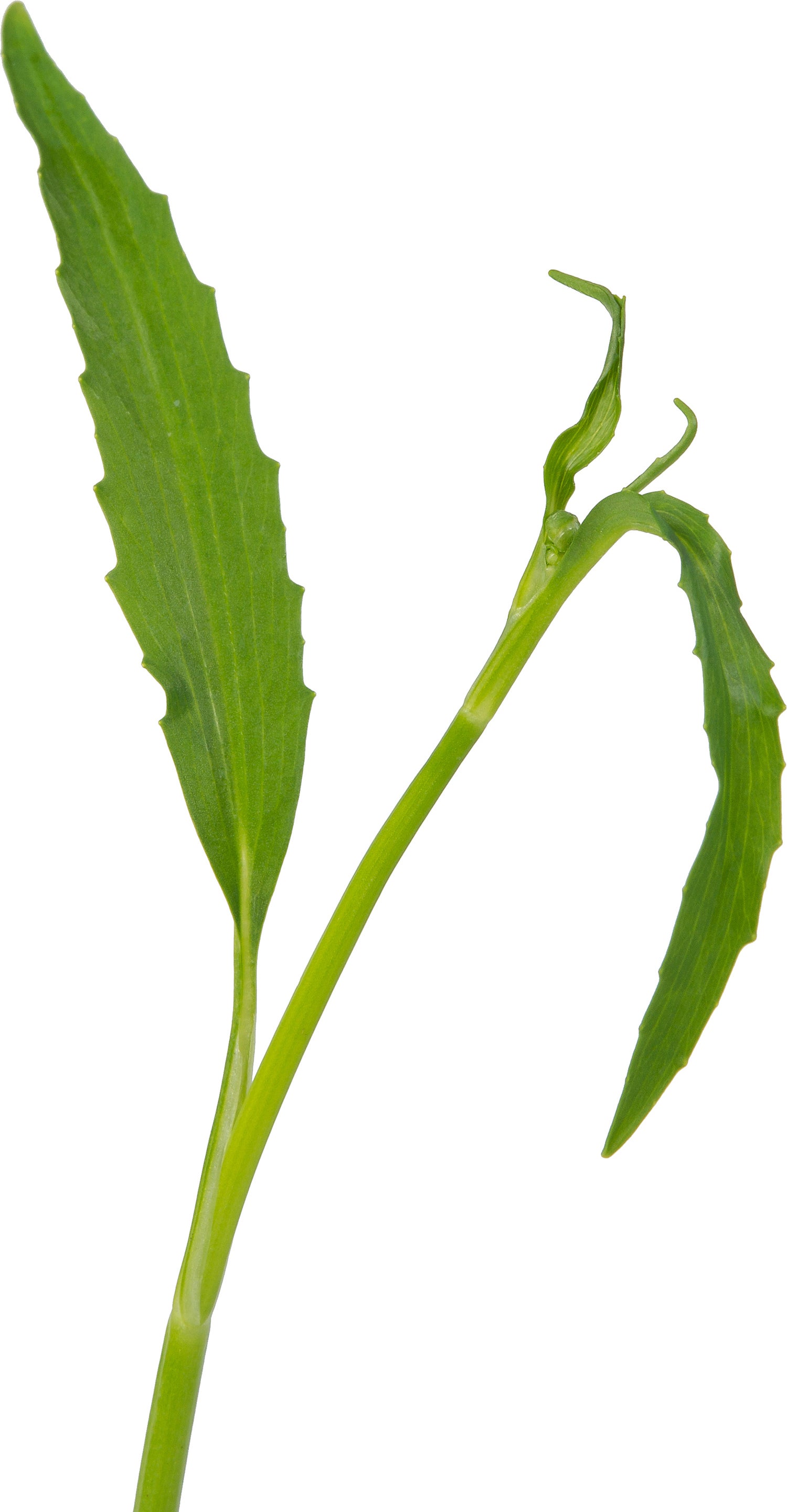 Egelboterbloem (Ranunculus flammula) D 9 H 20 cm