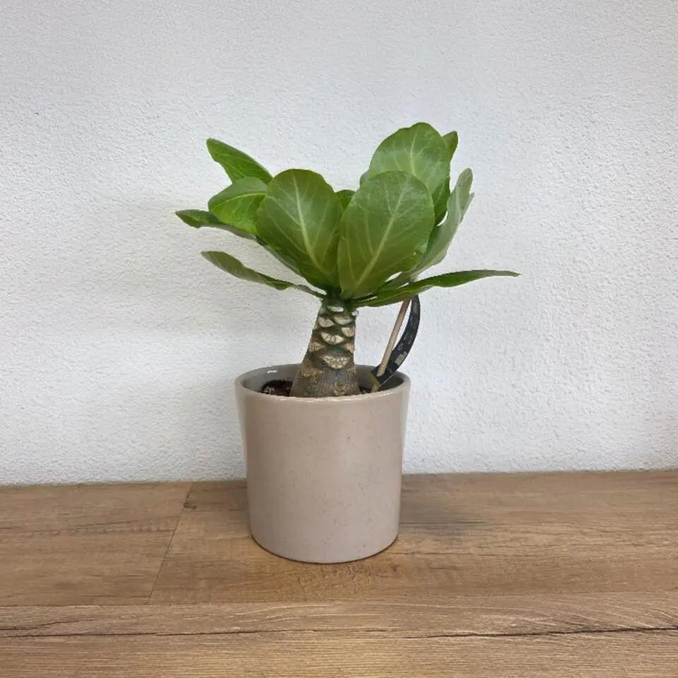 Hawaiipalm - Brighamia insignis - Hoogte 25-35cm - Pot 12cm