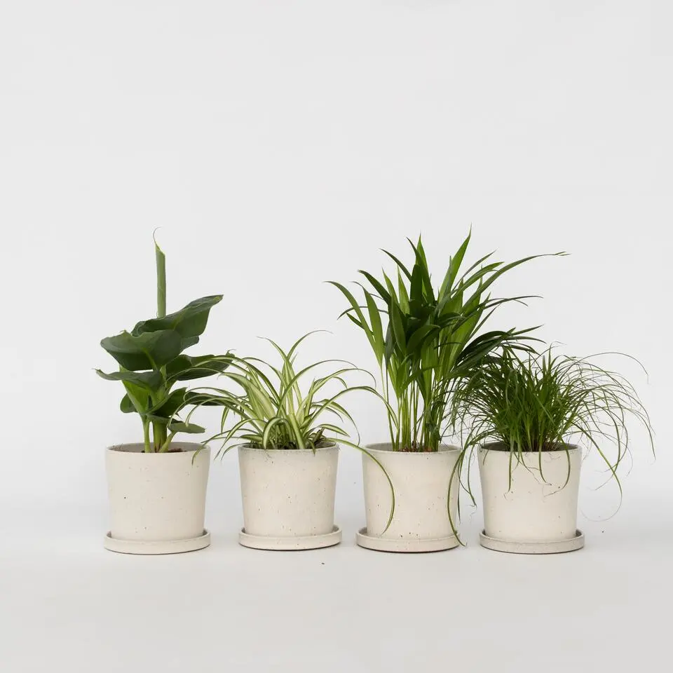Huisdiervriendelijke planten - Set van 4 - Kamerplanten - Hoogte 25-40cm - ⌀12cm