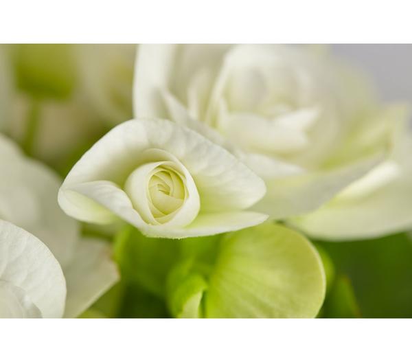 Elatior-Begonie - Begonia elatior