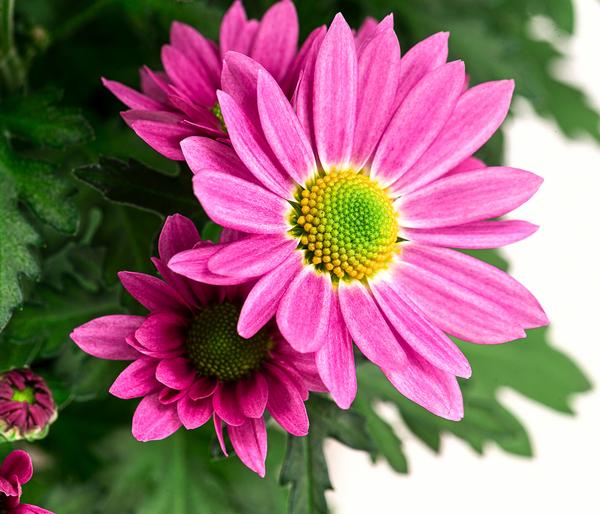 Chrysantheme 'Swifty', ca. 20-30 cm,