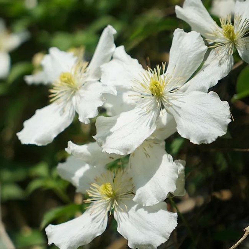 Clématite 'spooneri' - clematis montana 3l
