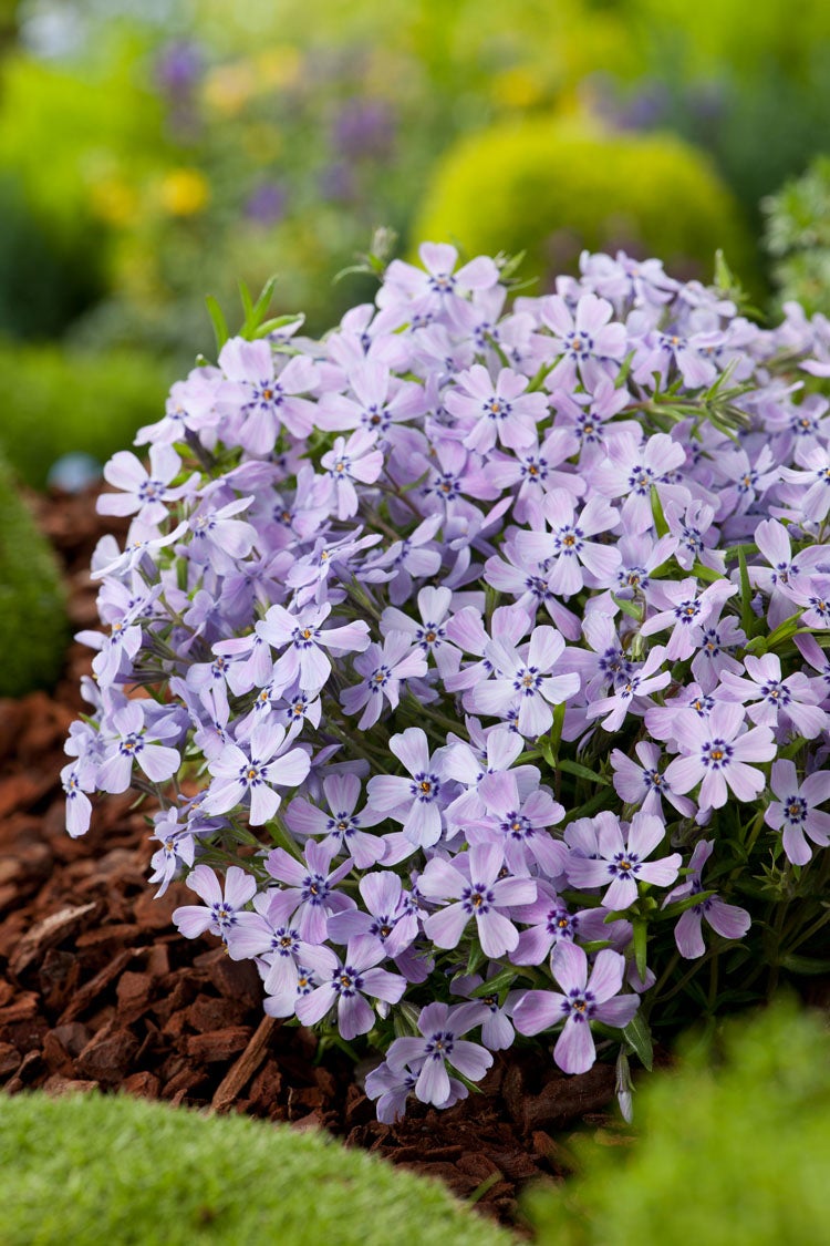 Kruipphlox (Phlox subulata 'Benita') D 11 H 10 cm
