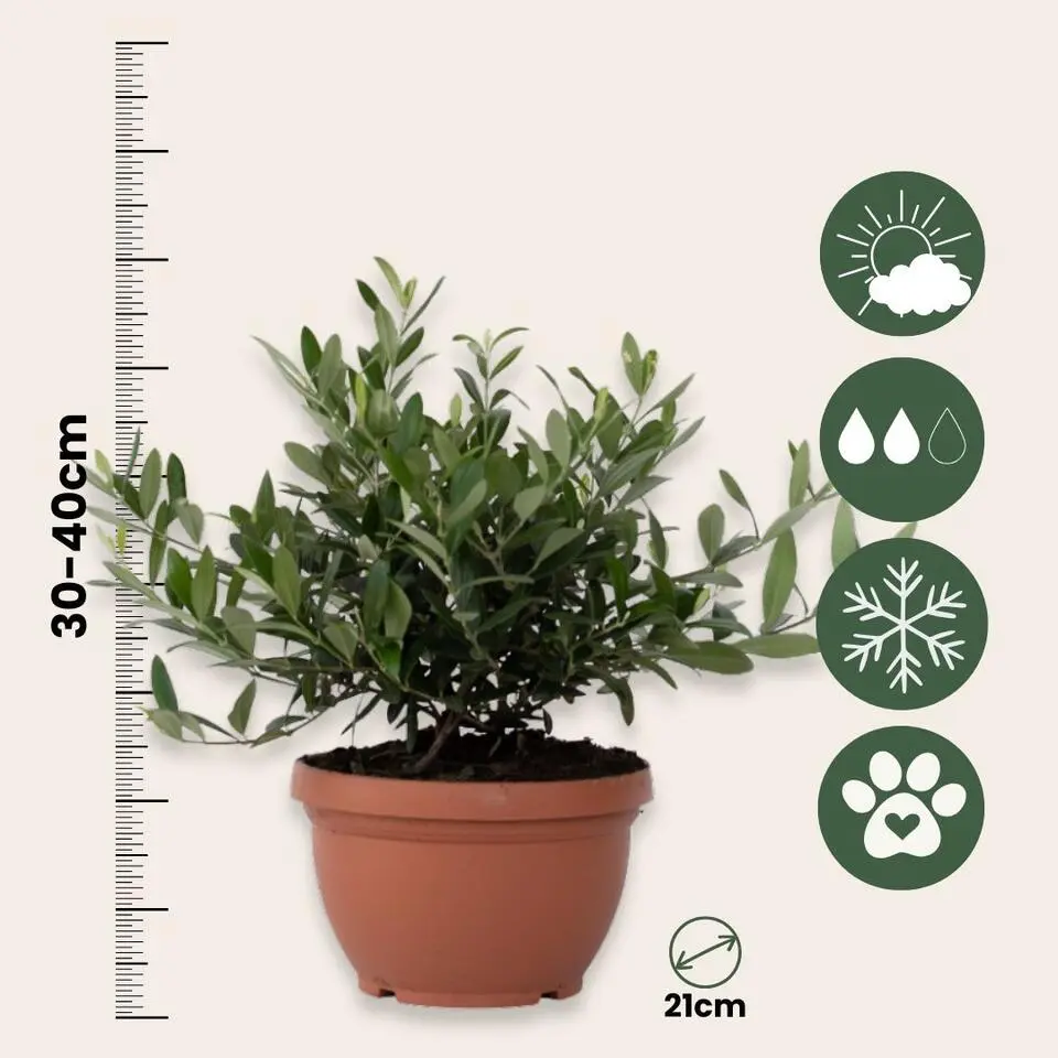 Olijfboom - Olea europaea - Hoogte 30-40cm - ⌀21cm