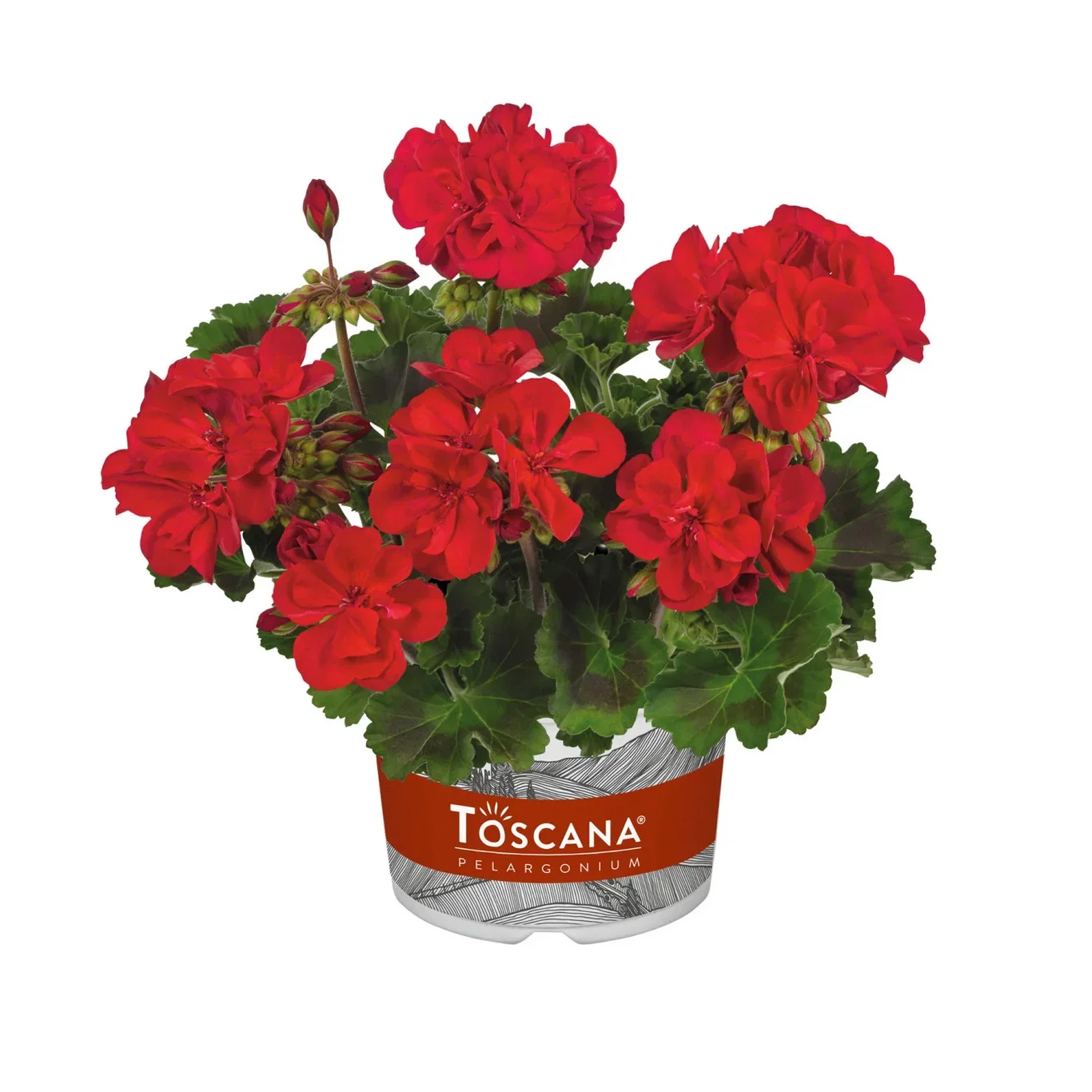 Pelargonium Pelargonia Zonale stikling Ø6 cm