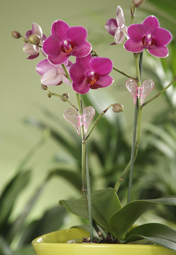 Scheurich Orchideen-Clip, 2 Stk.