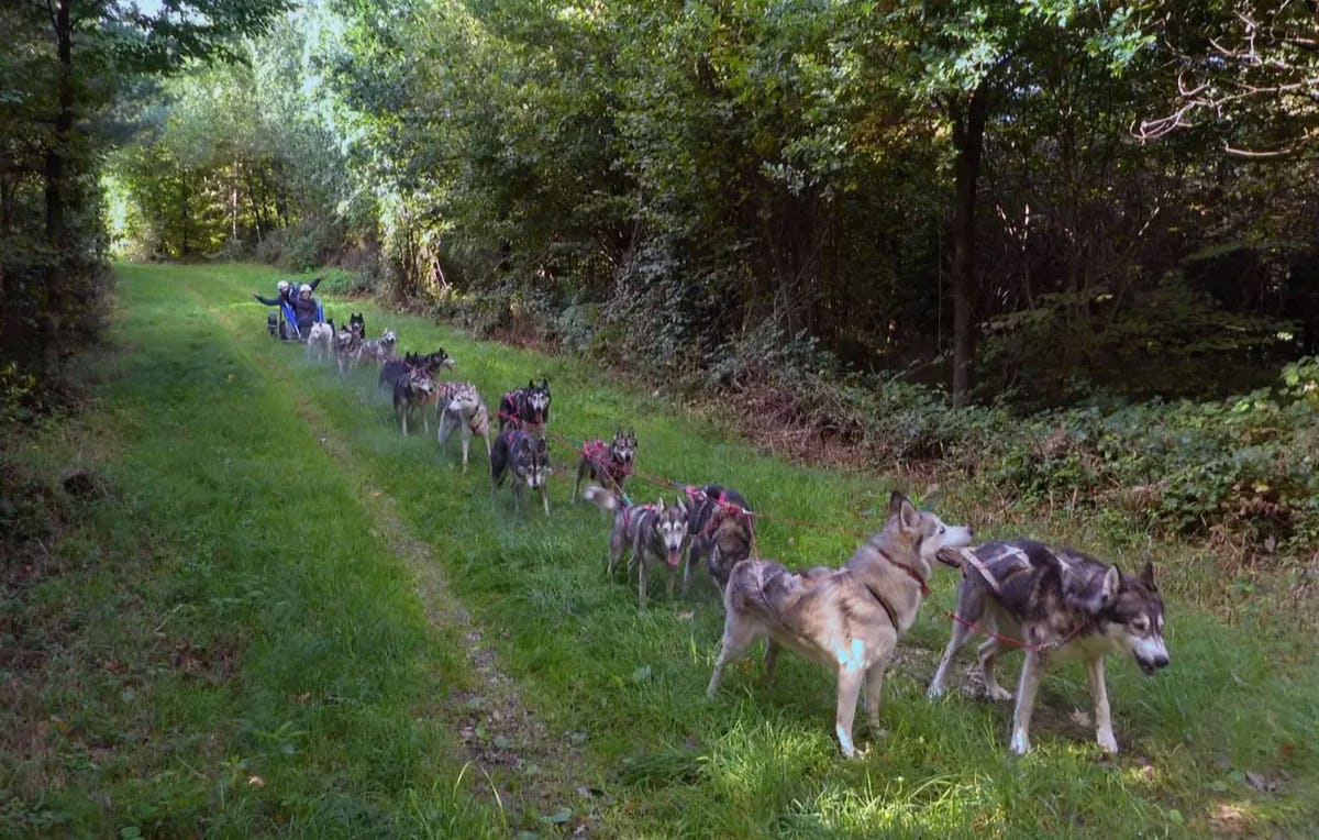 Schlittenhundefahrt Ermenswil