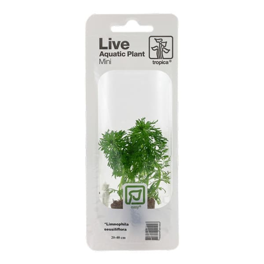 Limnophila sessiliflora en mini pot