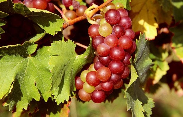 Weinbergsrundfahrt im Holder in Guldental als Geschenkidee