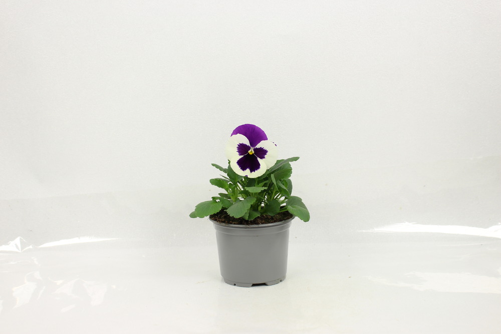 Plant de pensee pot 10,5 cm