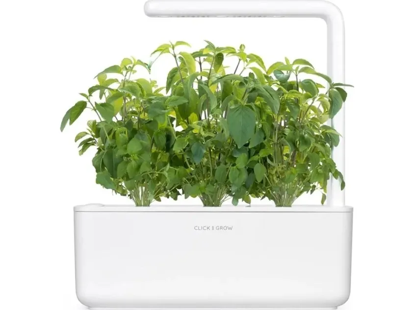 Click & Grow-frø til Smart Pot - taiwanesisk basilikum (SGR37X3) 3 stk.