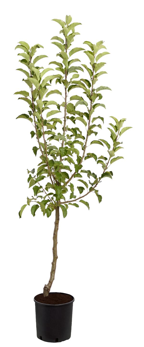 Winterapfel 'Pinova'