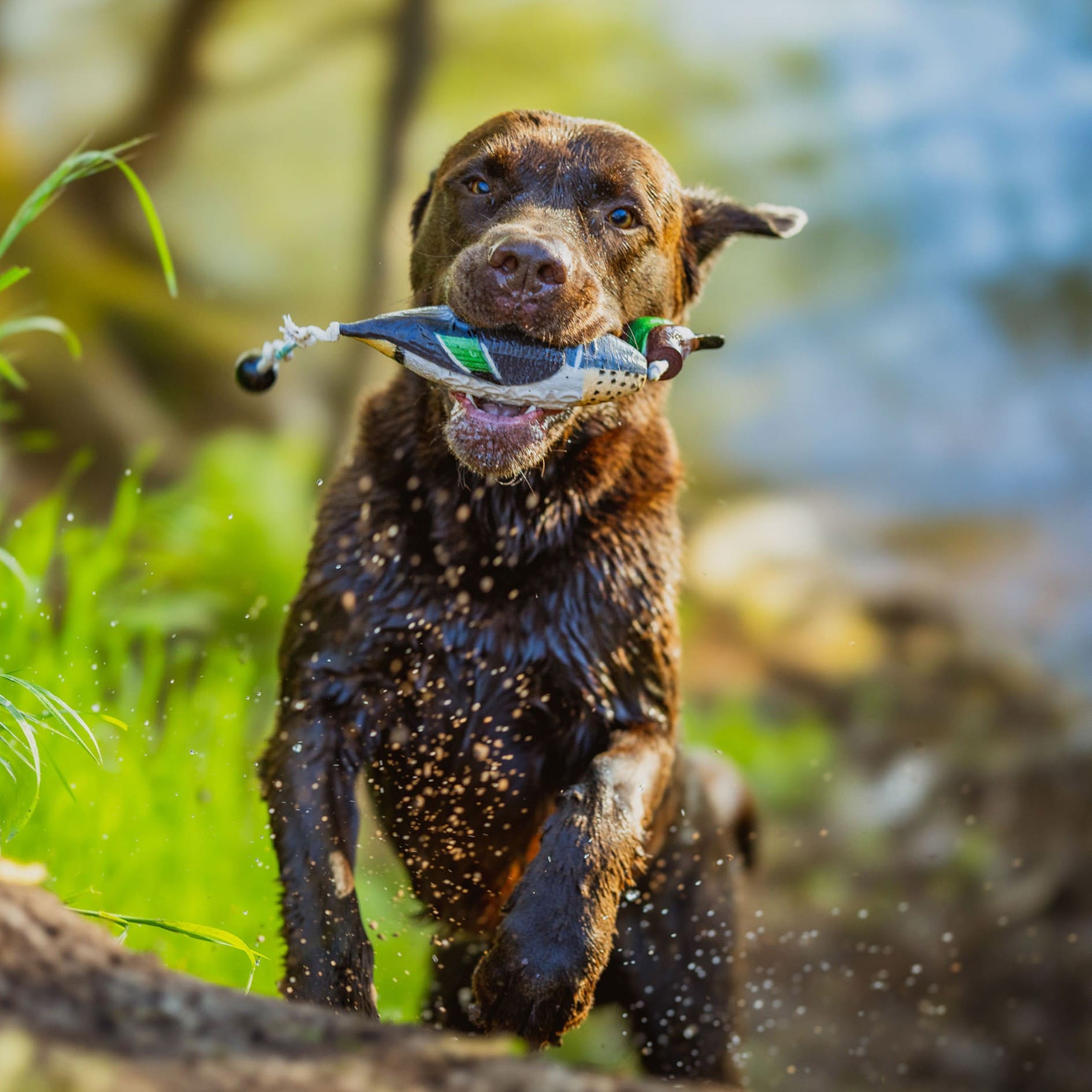 HP&G Training Tool Green Wing Teal<br>Til trening av hund!