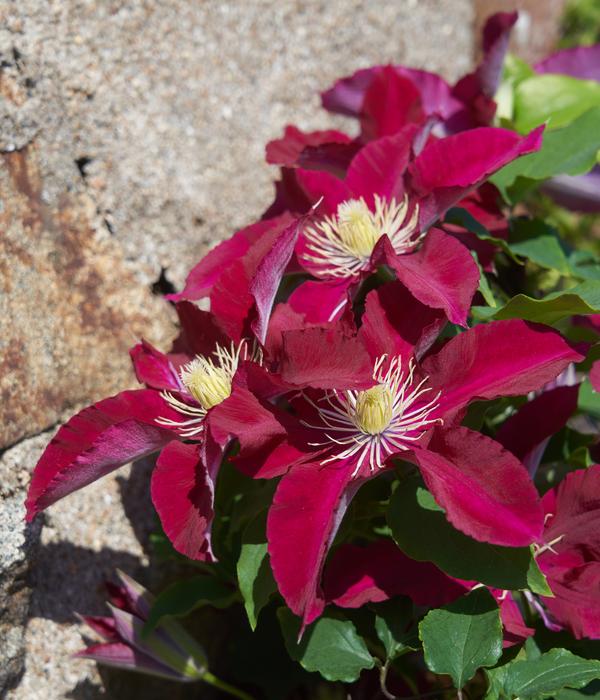 Waldrebe - Clematis 'Elpis'