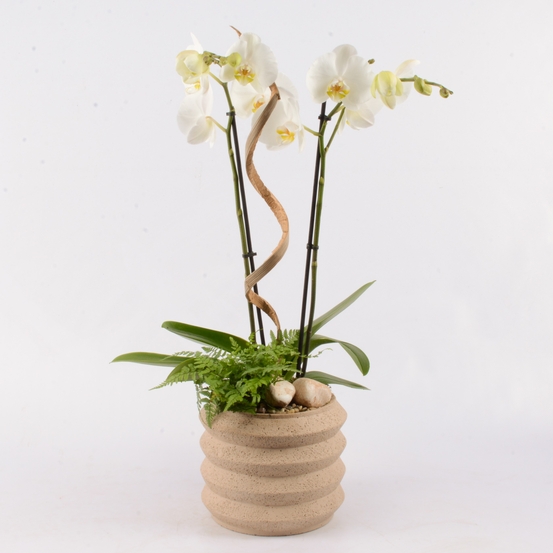 Composition Orchidée Phalaenopsis :H65 cm pot D20 cm