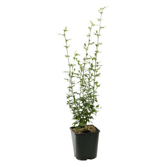 Hibiscus syriacus : ctr 4 litres