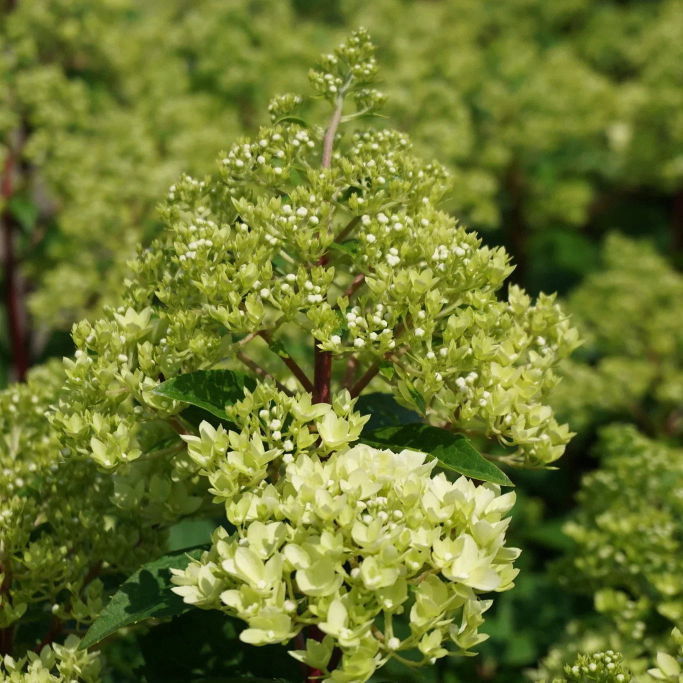 Hydrangea paniculata MAGICAL ANDES® ('Bokamagande') Syrinhortensia MAGICAL ANDES® XXL Høyde 80-100 cm