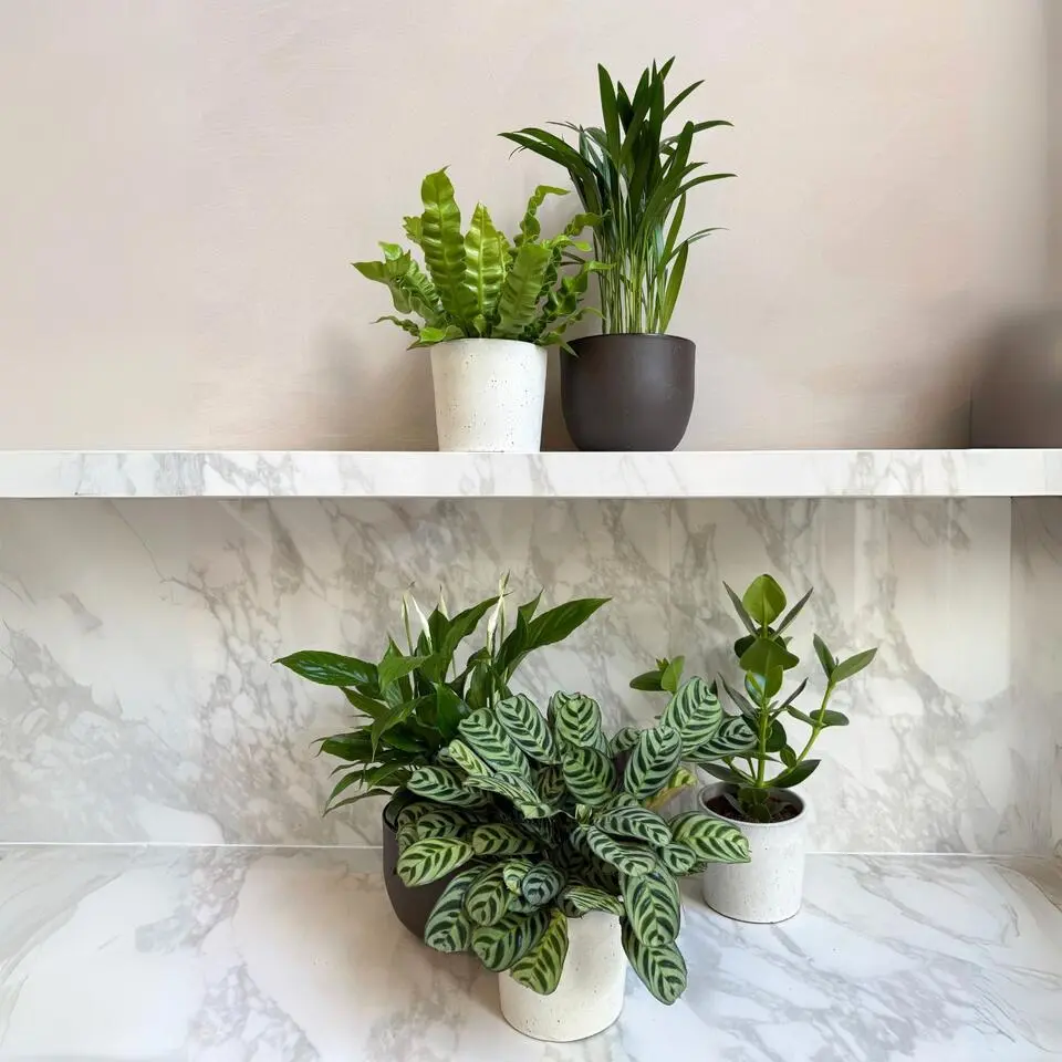 Luchtzuiverende kamerplanten - Set van 5 - Hoogte 25-40cm - ⌀12cm