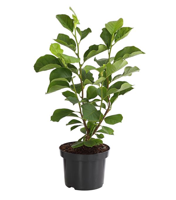 Magnolie 'Satisfaction'