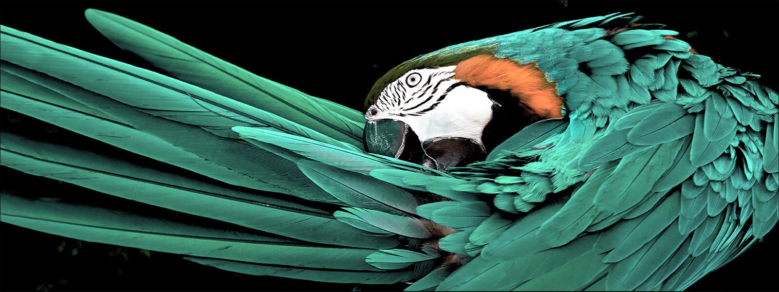 PRO ART Glas-Art Bild GREEN PARROT 80 x 30 cm