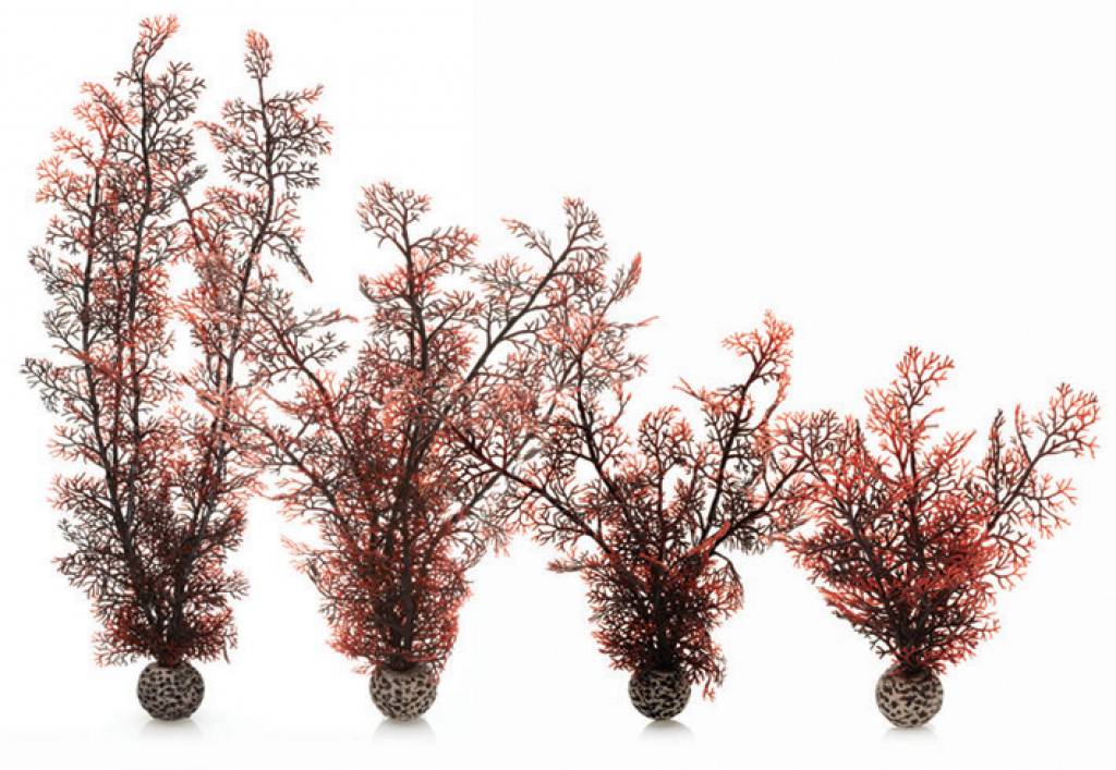 Sea fan crimson small 20cm | decoratie aquarium