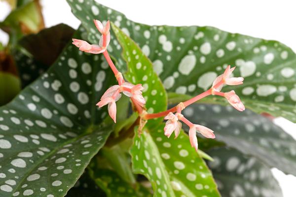 Forellenbegonie - Begonia maculata 'Double