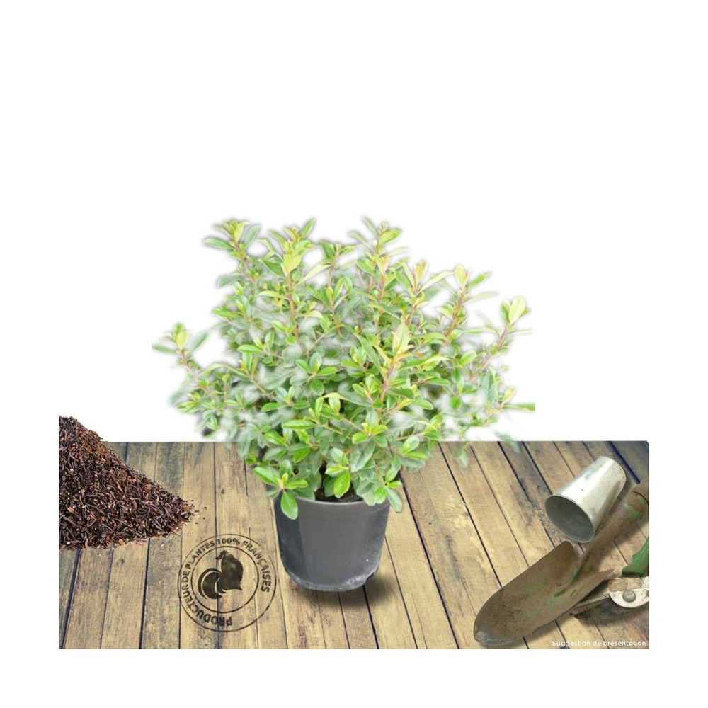 Escallonia macrantha rubra/escallonia macrantha rubra[-]pot de 7,5l - 80/100 cm