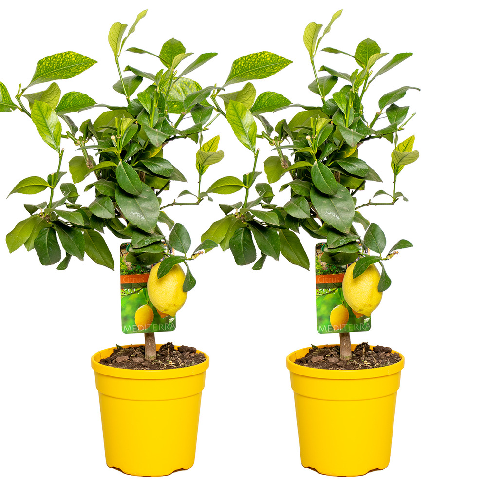 2x citrus limon - citronnier - arbre fruitier - persistant - ⌀19 cm - ↕60-70 cm