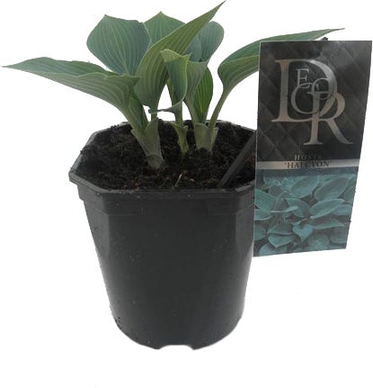 Hartlelie (Hosta 'Halcyon') D 9 H 10 cm