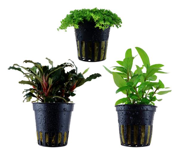 Dehner Aqua Aquarienpflanzen-Set