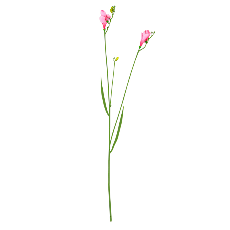 Tige de freesia