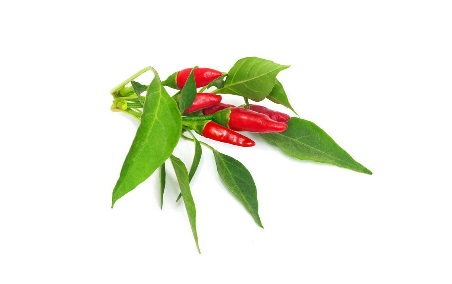 Samen Piri Piri ChiliPflanzenkapseln für die Verwendung in Tregren-Kräutertöpfen