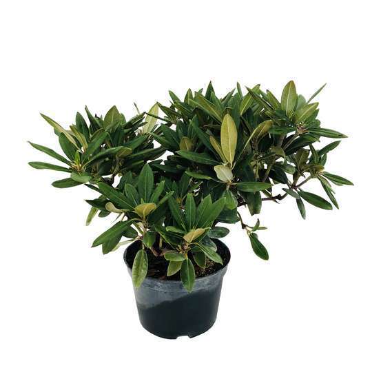 Rhododendron hybride : C.7L 40/50 - Coloris variables