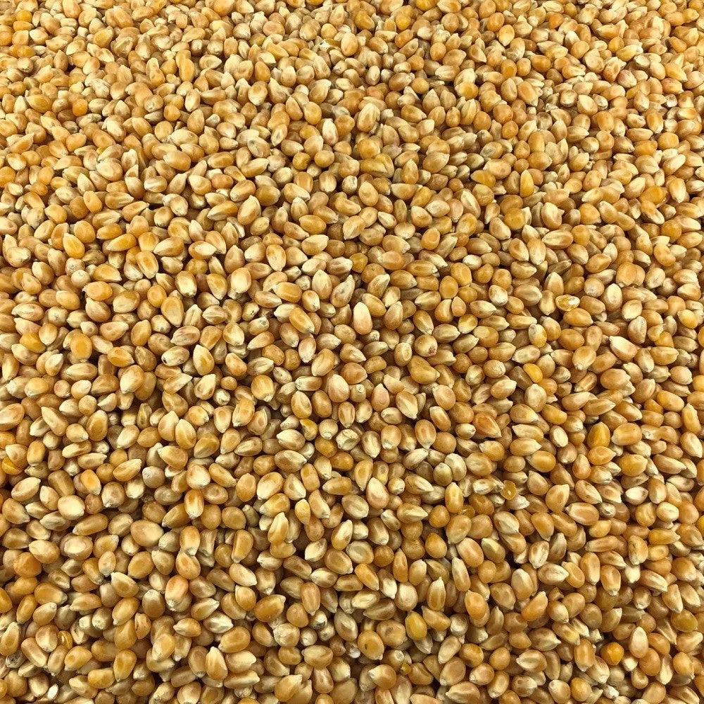 Maïs Pop Corn Bio en Vrac 10kg Vrac Bio