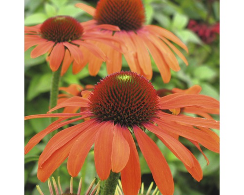 Zonnehoed Mix FloraSelf Echinacea purpurea H 30-40 cm Co 5 L diverse soorten
