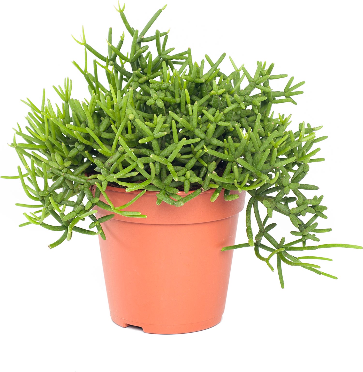 Rotskoraal (Rhipsalis heteroclada) D 12 H 25 cm
