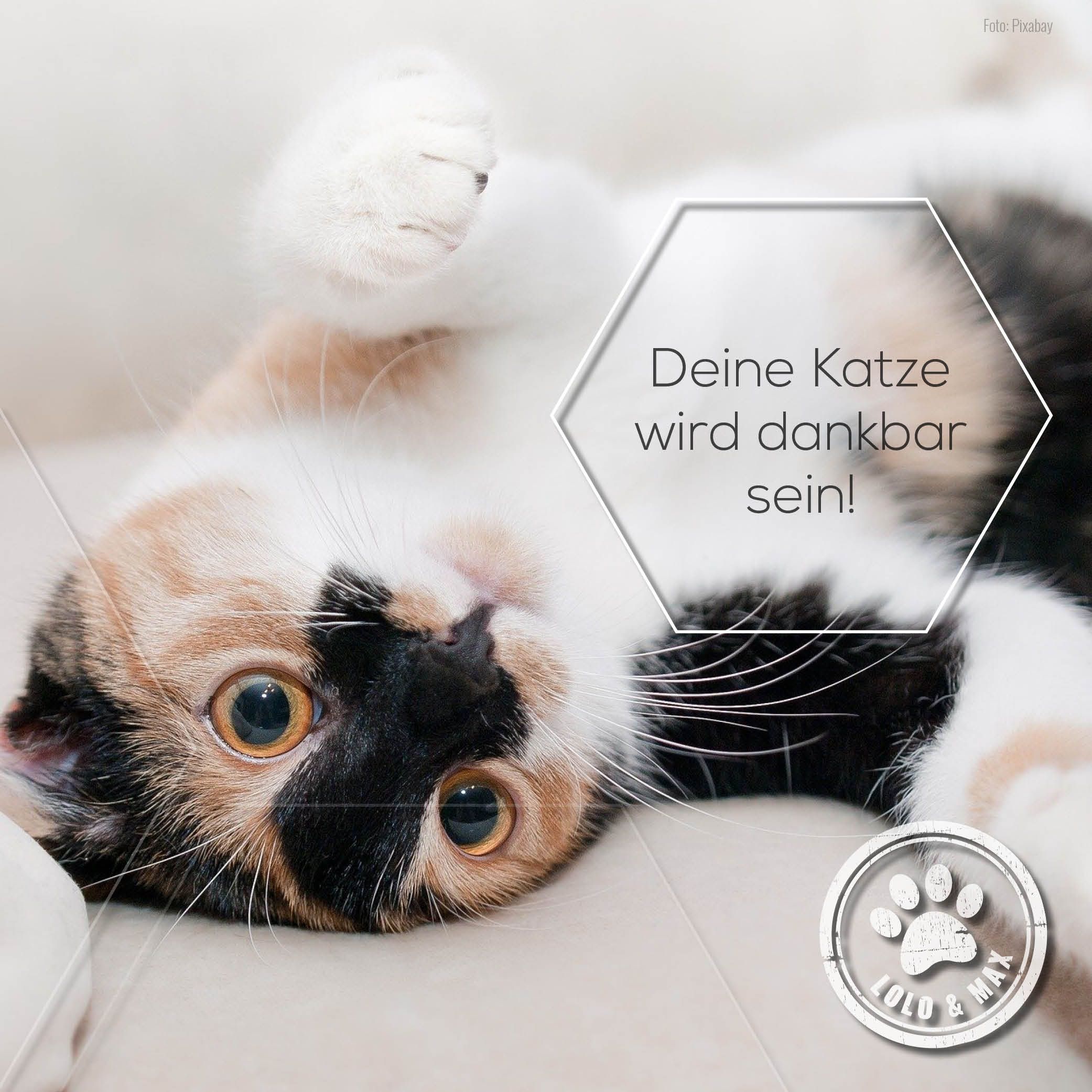 Lolo & Max - Floh- und Zeckenmittel - Spot On für Katzen