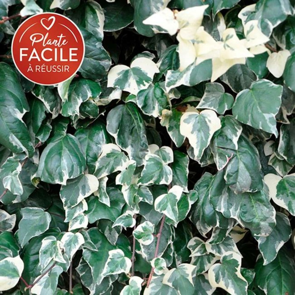 Lierre des canaries 'gloire de marengo' - hedera canariensis 1.5l